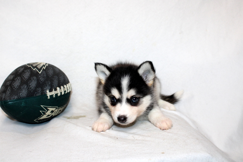 puppy, for, sale, Pomsky, Matthew B. Stoltzfus, dog, breeder, Gap, PA, dog-breeder, puppy-for-sale, forsale, nearby, find, puppyfind, locator, puppylocator, aca